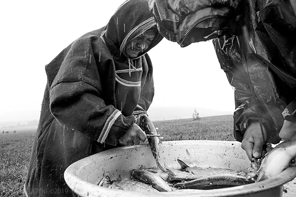 Nenets prepare a fish meal - Siberia