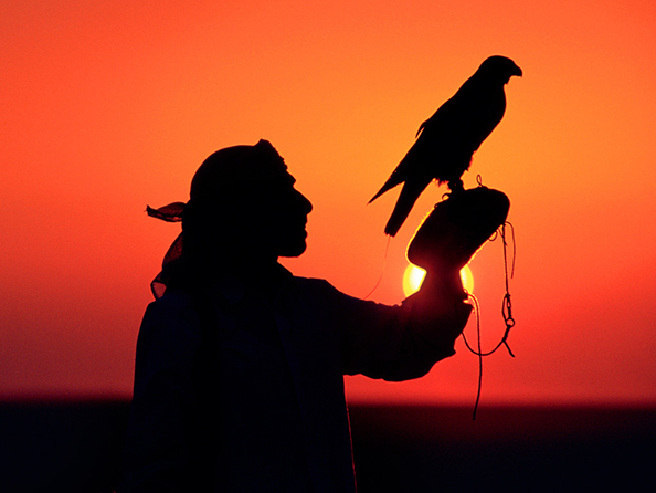 Hunting with a Falcon - Dubai
