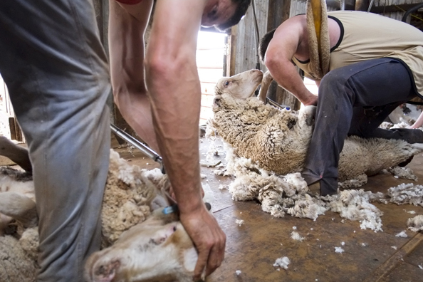 Sheep shearing - South Australia